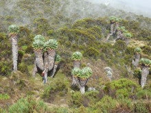 ラ・ルーナのブログ