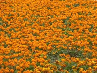 ランキング集 世界遺産/海外旅行/クラシック音楽/海外ドラマ/資格/美術/登山