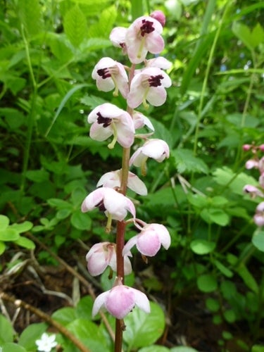 ランキング集 世界遺産/海外旅行/クラシック音楽/海外ドラマ/資格/美術/登山