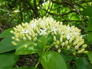 ランキング集 世界遺産/海外旅行/クラシック音楽/海外ドラマ/資格/美術/登山