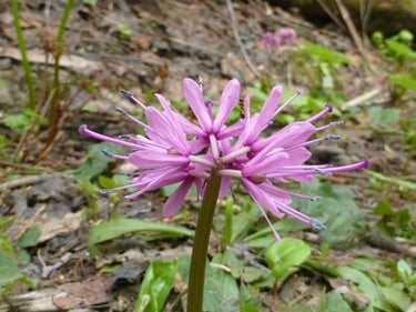 ランキング集 世界遺産/海外旅行/クラシック音楽/海外ドラマ/資格/美術/登山