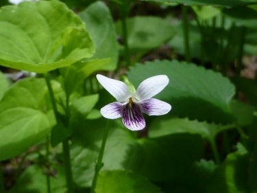 ランキング集 世界遺産/海外旅行/クラシック音楽/海外ドラマ/資格/美術/登山