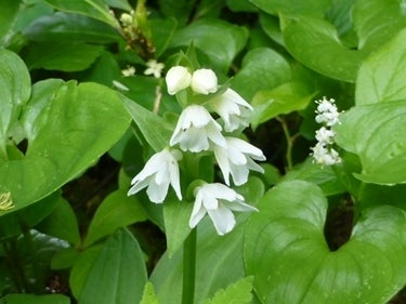 ランキング集 世界遺産/海外旅行/クラシック音楽/海外ドラマ/資格/美術/登山